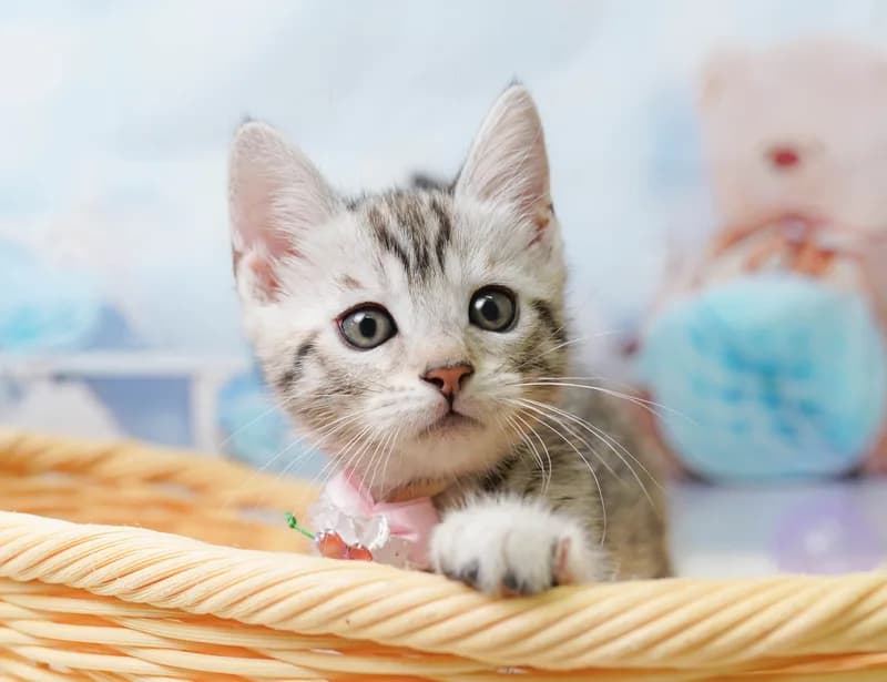 マンチカンの子猫 メス シルバーパッチドタビー