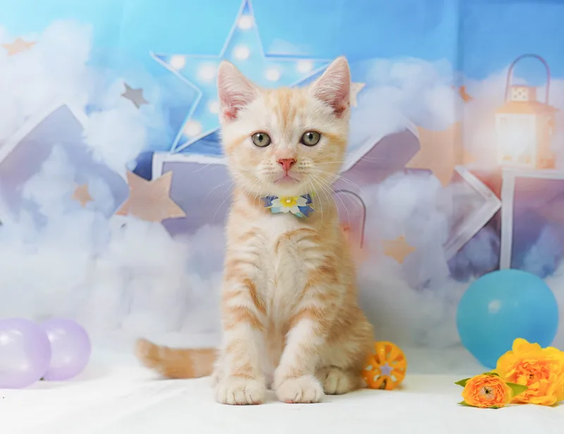 アメリカンショートヘアの子猫 オス レッドタビー