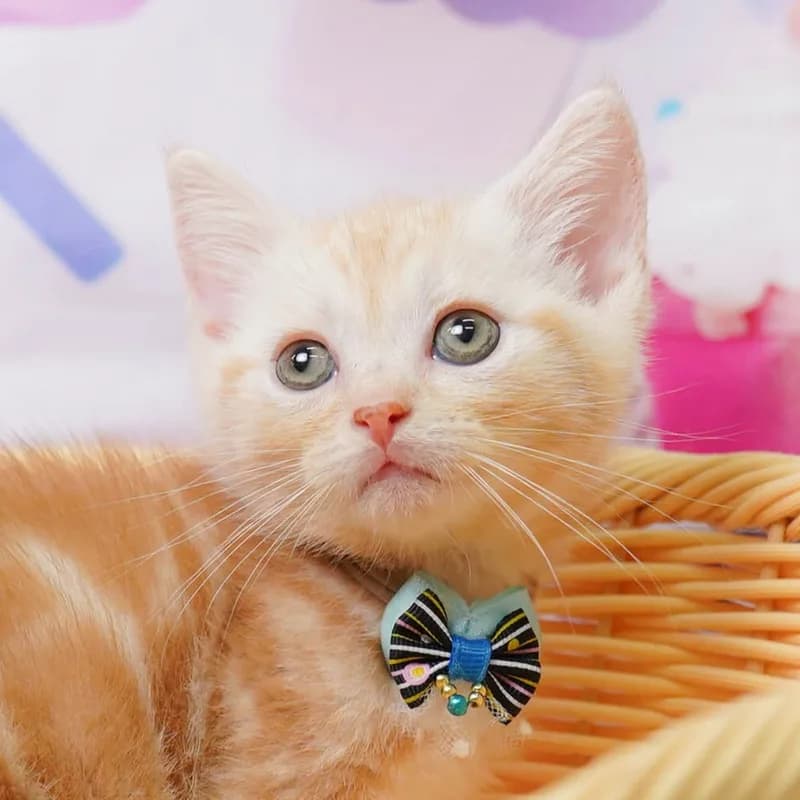 アメリカンショートヘアの子猫 オス レッドタビー
