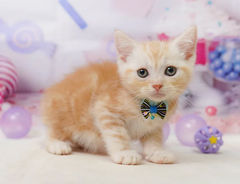 アメリカンショートヘアの子猫 オス レッドタビー