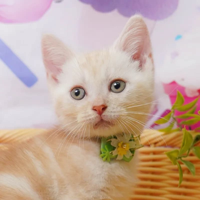 アメリカンショートヘアの子猫 オス クリームタビー