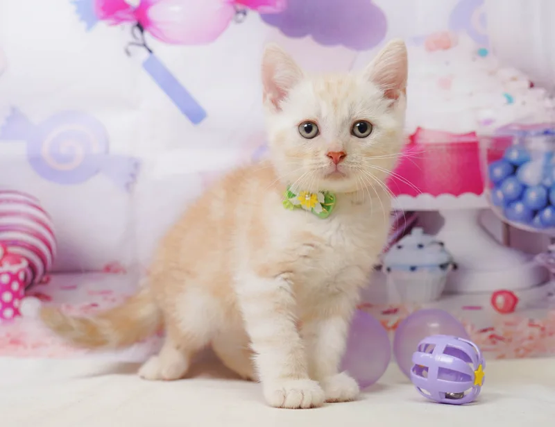 アメリカンショートヘアの子猫 オス クリームタビー