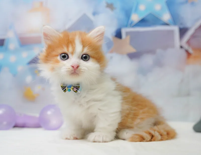 ミヌエットの子猫 オス レッドタビー&ホワイト