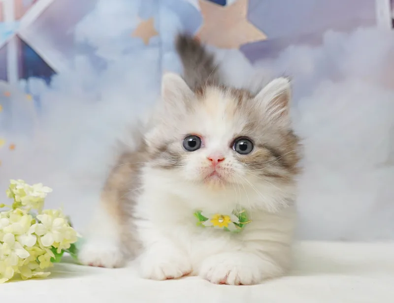 ミヌエットの子猫 メス キャリコ