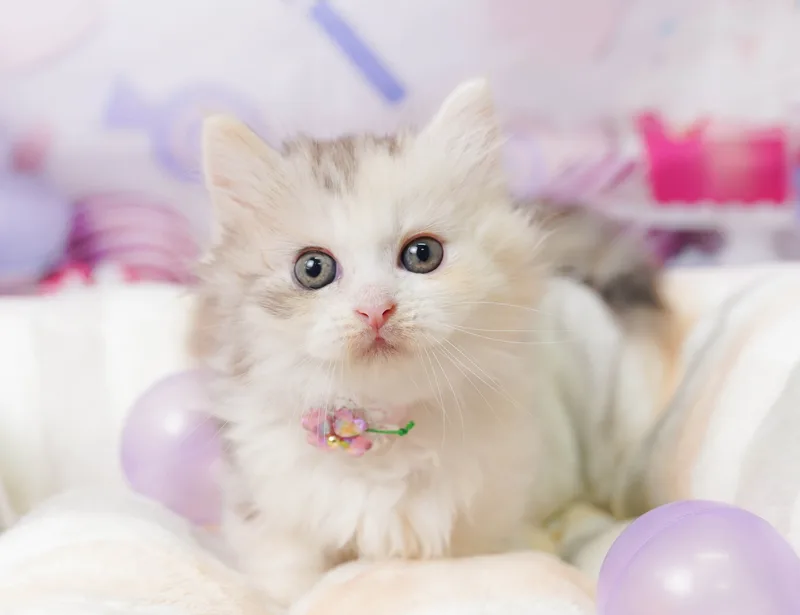 ミヌエットの子猫 メス キャリコ
