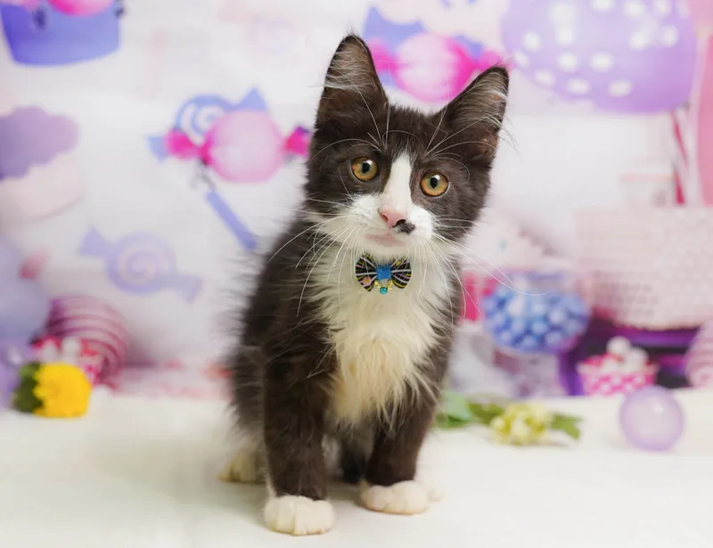 ノルウェージャンフォレストキャットの子猫 オス ブラック&ホワイト - コスモスファーム - 写真1