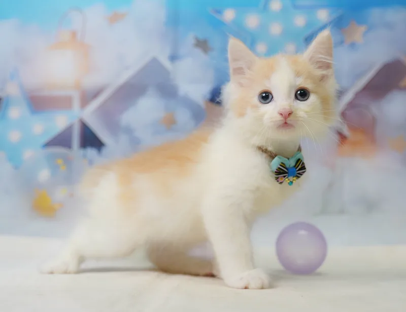 ノルウェージャンフォレストキャットの子猫 オス レッド&ホワイト