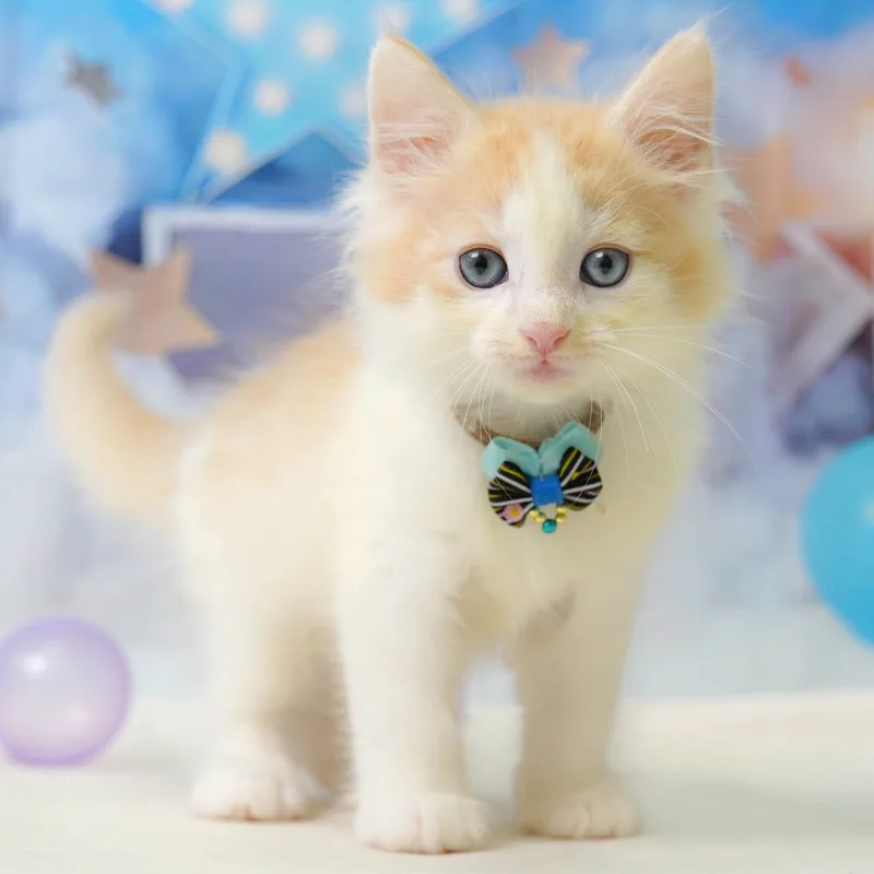 ノルウェージャンフォレストキャットの子猫 オス レッド&ホワイト