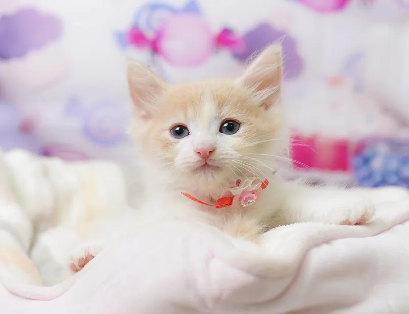 ノルウェージャンフォレストキャットの子猫 オス クリーム&ホワイト - コスモスファーム - 写真1