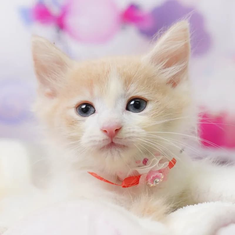 ノルウェージャンフォレストキャットの子猫 オス クリーム&ホワイト