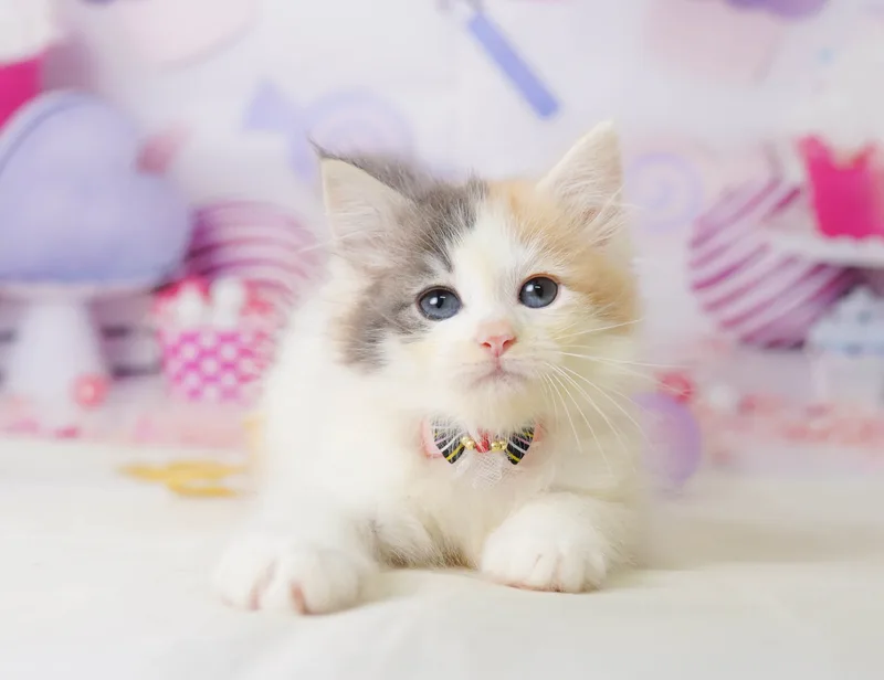 ノルウェージャンフォレストキャットの子猫 メス ダイリュートキャリコ