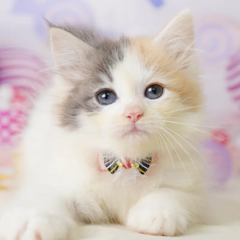 ノルウェージャンフォレストキャットの子猫 メス ダイリュートキャリコ