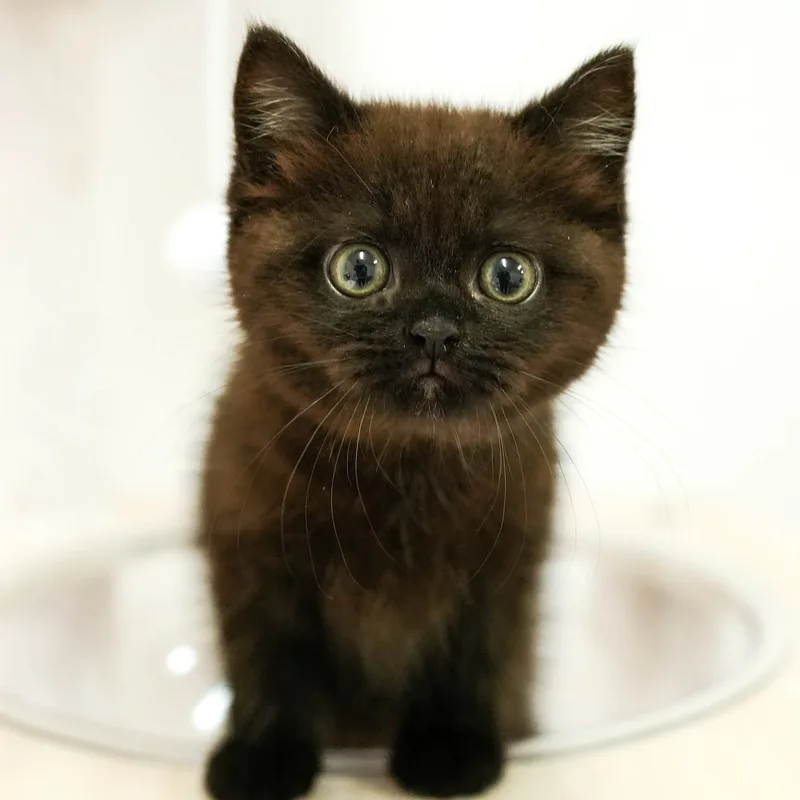 ミヌエットの子猫 メス ブラック