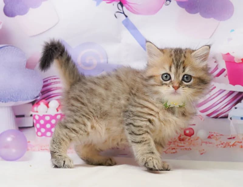 サイベリアンの子猫 メス ブラウンタビー