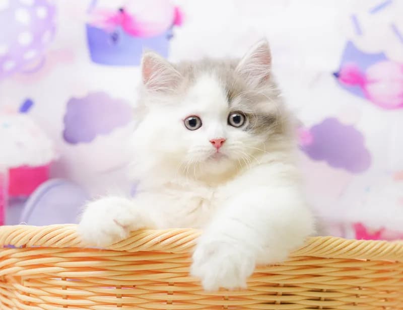 サイベリアンの子猫 オス ブルータビー&ホワイト
