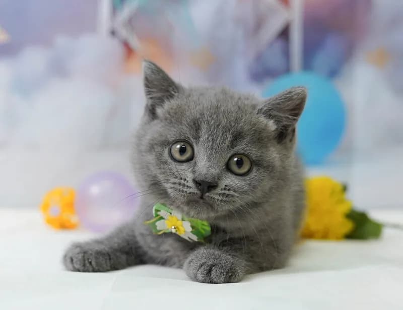 ブリティッシュショートヘアの子猫 メス ブルー