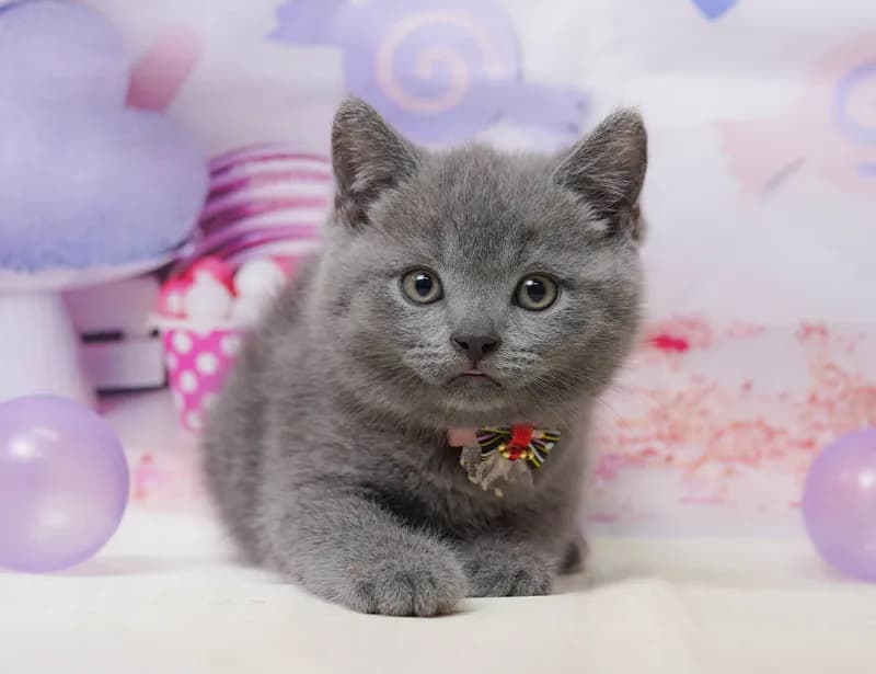 ブリティッシュショートヘアの子猫 オス ブルー
