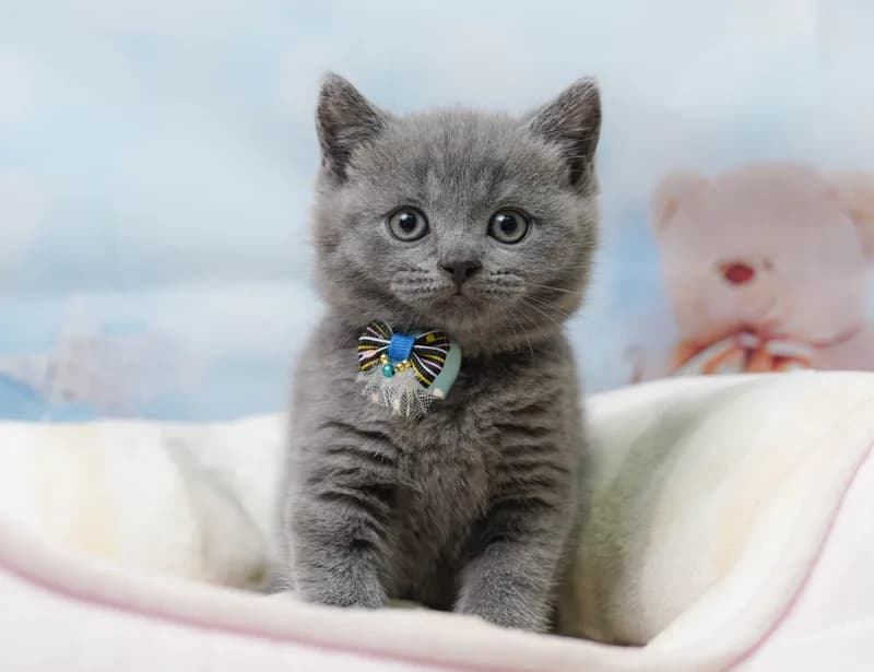 ブリティッシュショートヘアの子猫 オス ブルー