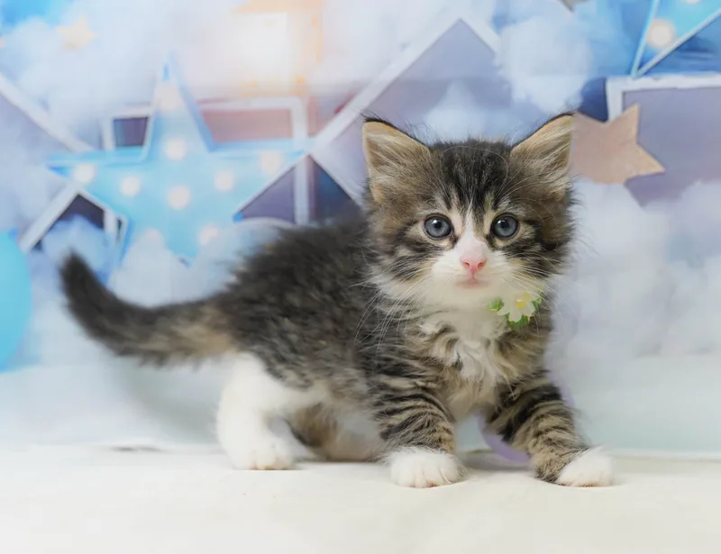 ノルウェージャンフォレストキャットの子猫 オス ブラウンタビー&ホワイト