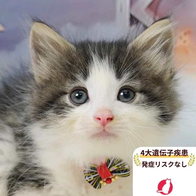 ノルウェージャンフォレストキャットの女の子 ブラウンタビー&ホワイト
