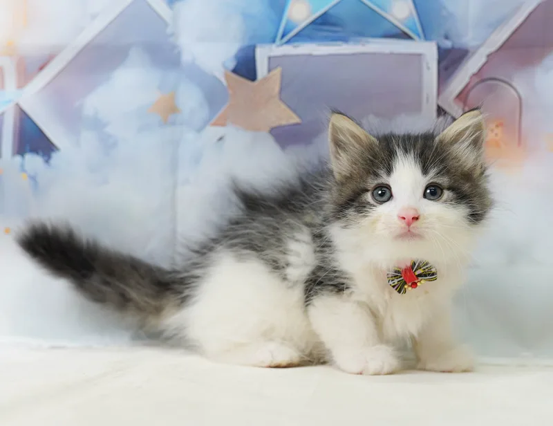 ノルウェージャンフォレストキャットの子猫 メス ブラウンタビー&ホワイト
