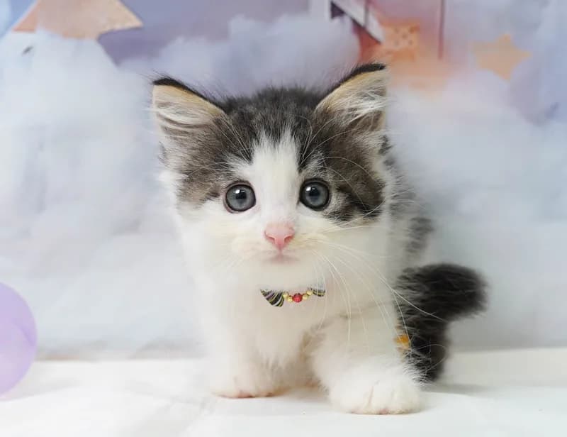 ノルウェージャンフォレストキャットの子猫 メス ブラウンタビー&ホワイト