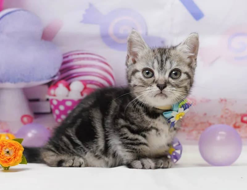 マンチカンの子猫 メス シルバータビー - コスモスファーム - 写真1