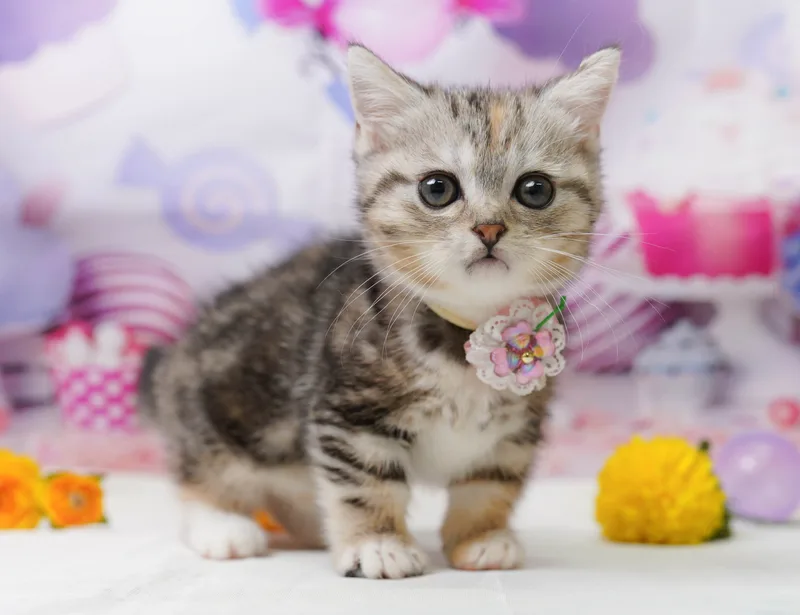 マンチカンの子猫 メス シルバーパッチドタビー
