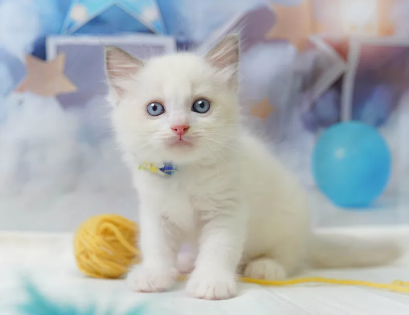 ラグドールの子猫 オス ブルーポイントバイカラー