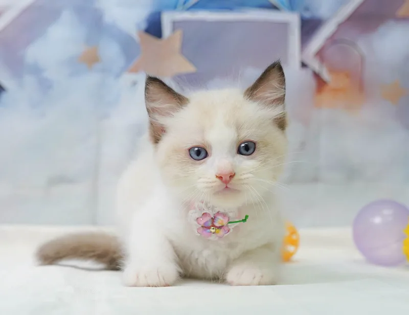 ラグドールの子猫 オス シールポイントバイカラー