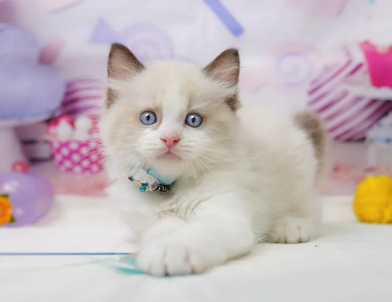 ラグドールの子猫 オス シールポイントバイカラー