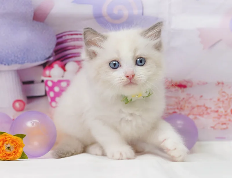 ラグドールの子猫 メス ブルーポイントバイカラー