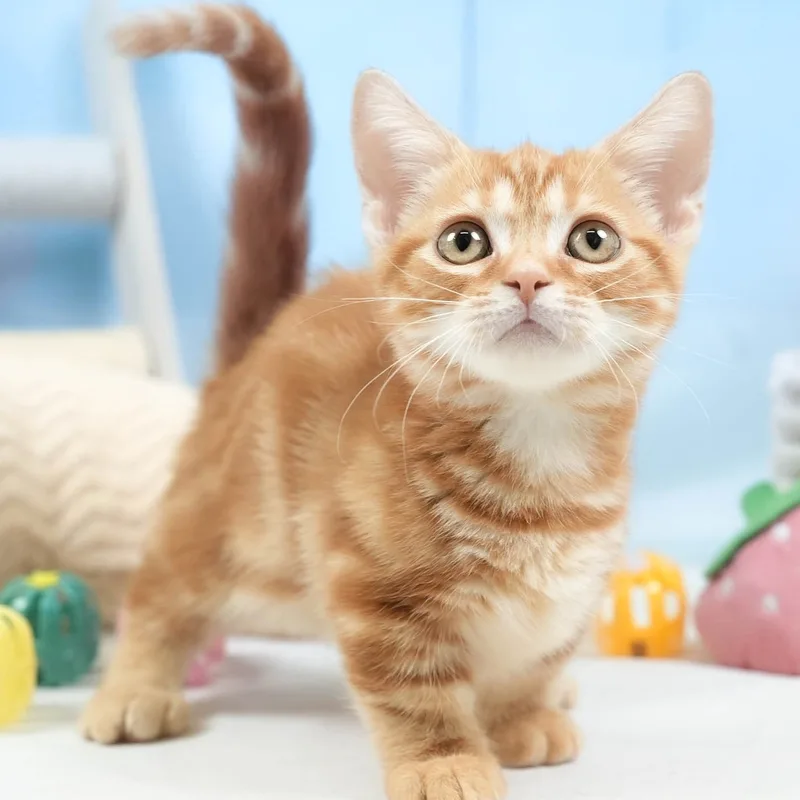 ミヌエットの子猫 オス レッドタビー - パピーヴィレッジ シラコバト - 写真1