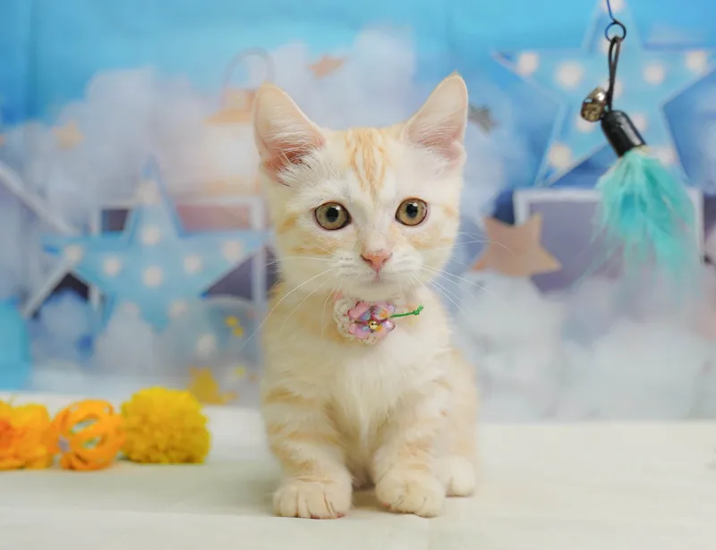 ミヌエットの子猫 メス クリームタビー - コスモスファーム - 写真1