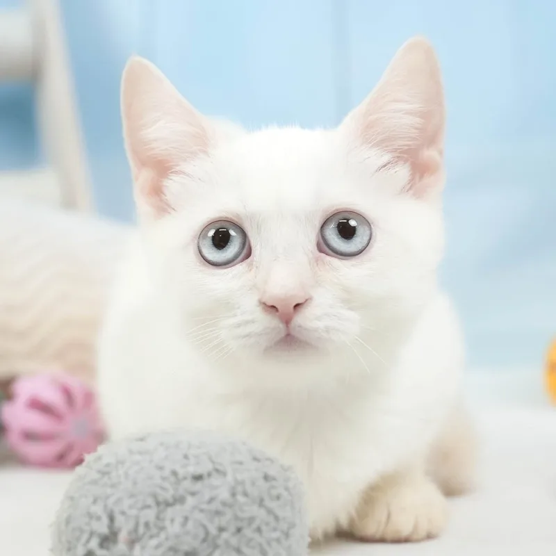 ミヌエットの子猫 メス クリームタビー&ホワイトバン - パピーヴィレッジ シラコバト - 写真1