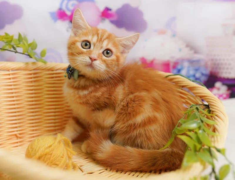 ミヌエットの子猫 メス レッドタビー - コスモスファーム - 写真1