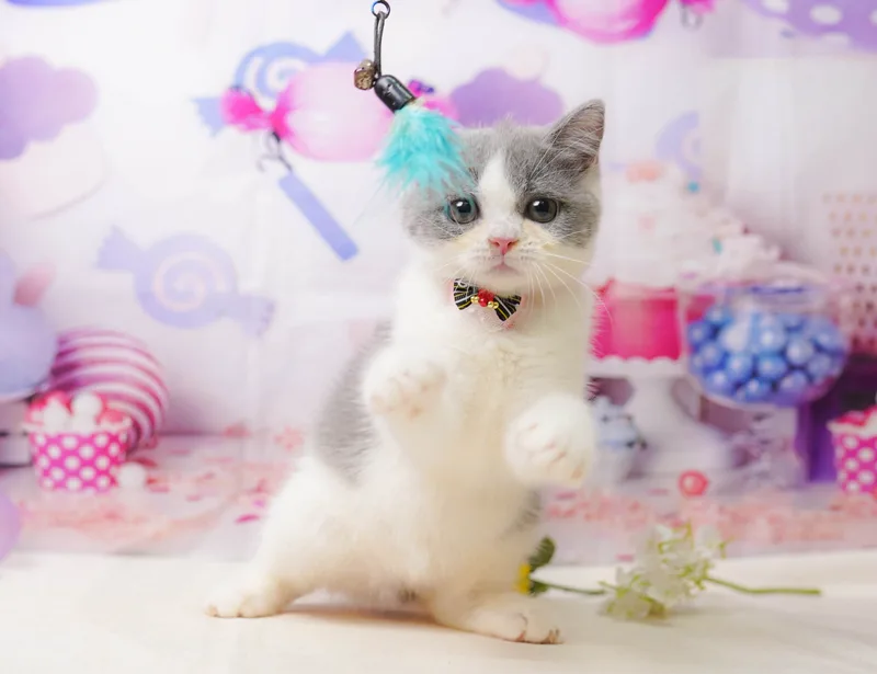 マンチカンの子猫 メス ブルー&ホワイト