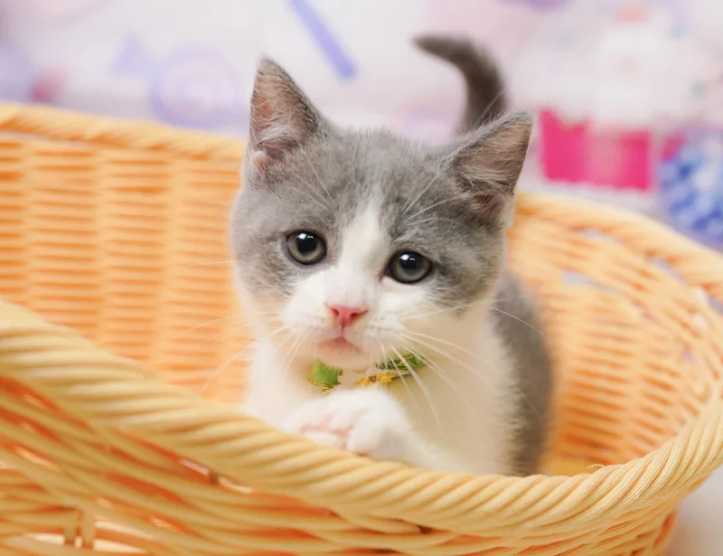 マンチカンの子猫 メス ブルー&ホワイト