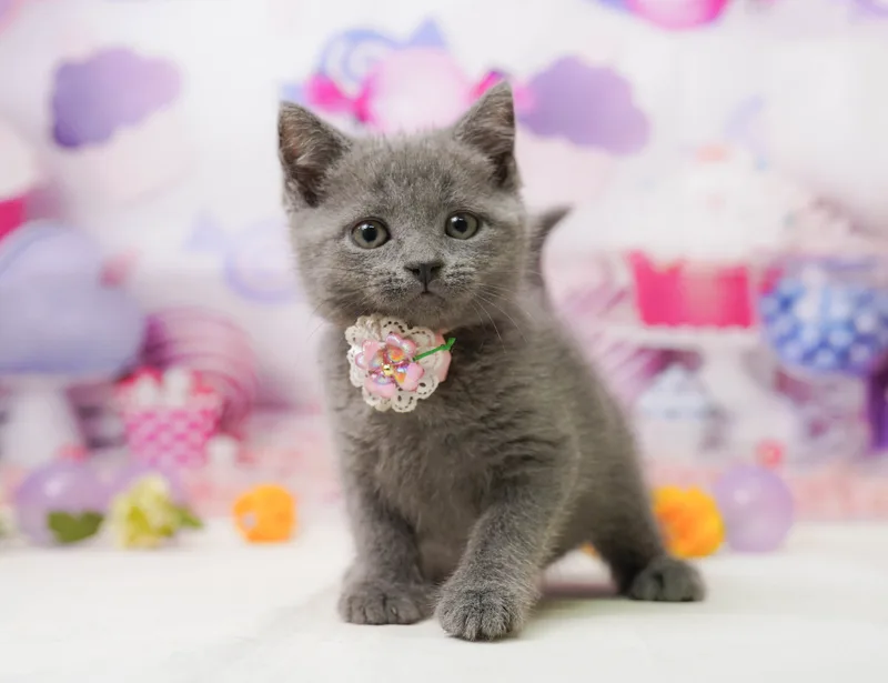 マンチカンの子猫 メス ブルー
