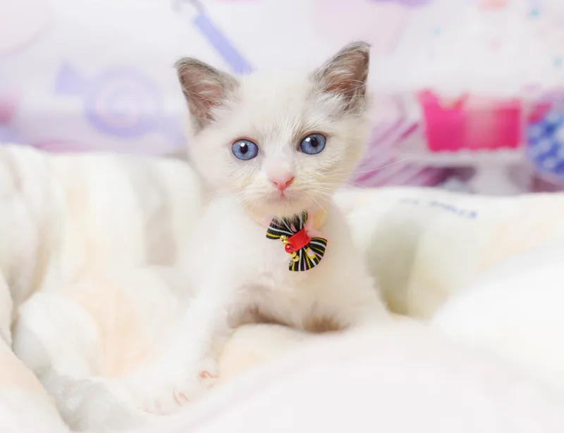 ラグドールの子猫 オス ブルーポイントバイカラー