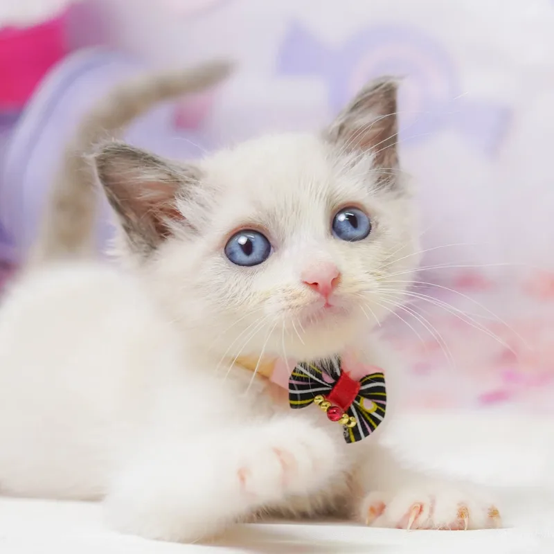 ラグドールの子猫 オス ブルーポイントバイカラー
