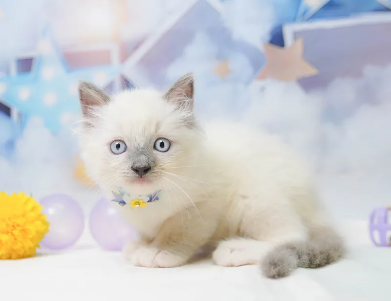 ラグドールの子猫 メス ブルーポイントミテッド