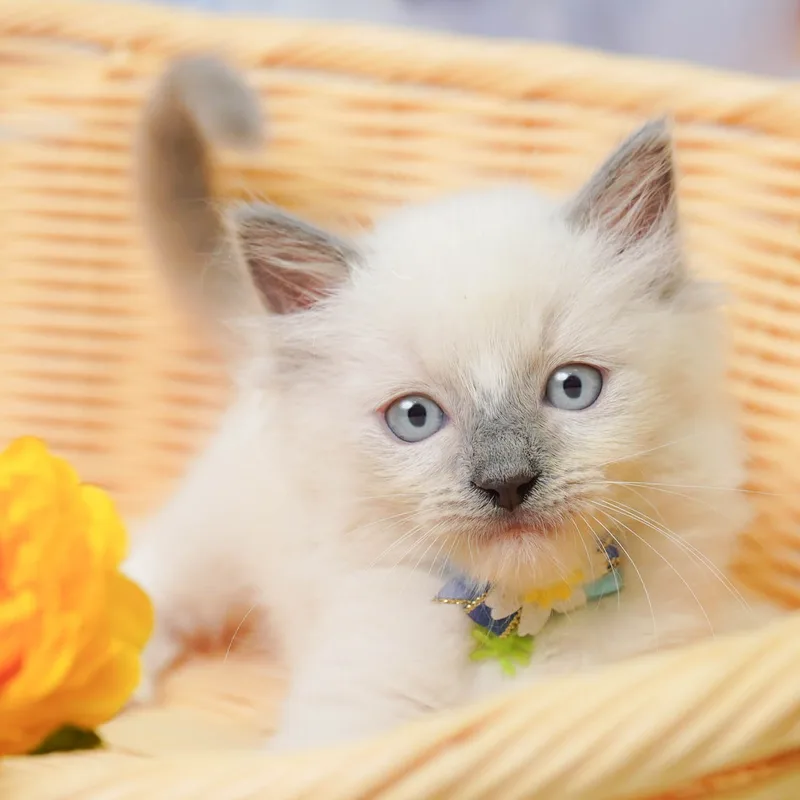 ラグドールの子猫 メス ブルーポイントミテッド