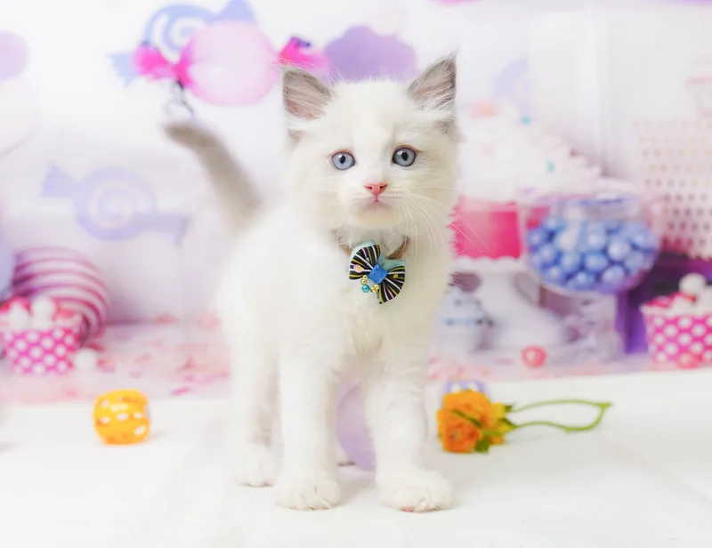 ラグドールの子猫 オス ブルーポイントバイカラー