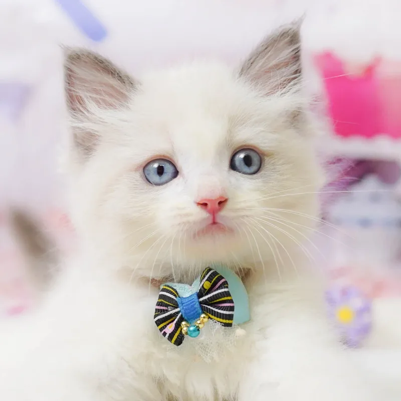 ラグドールの子猫 オス ブルーポイントバイカラー