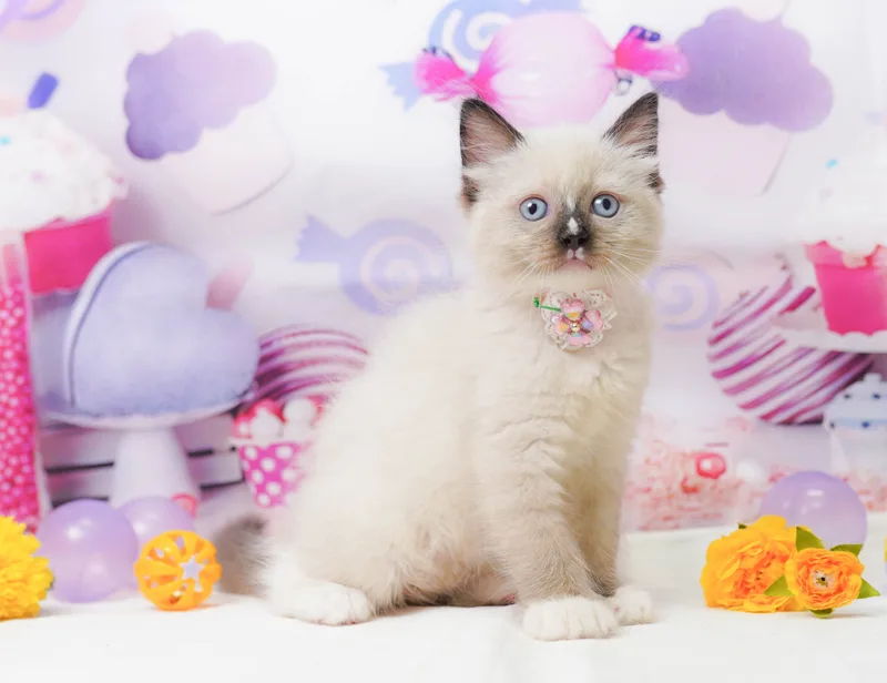 ラグドールの子猫 メス シールポイントミテッド
