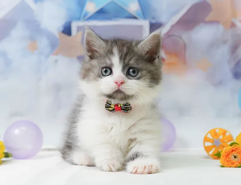 マンチカンの子猫 メス シルバータビー&ホワイト
