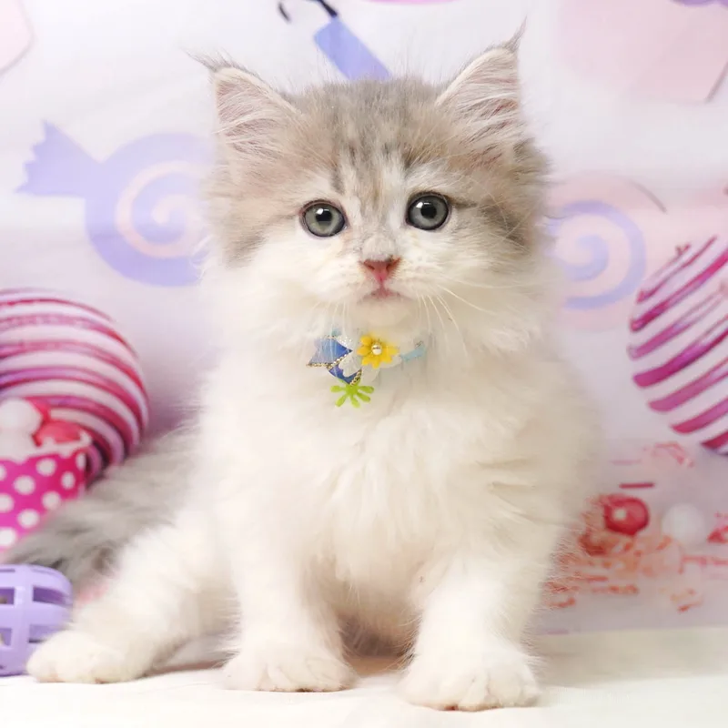 サイベリアンの子猫 メス ブルータビー&ホワイト - パピーヴィレッジ シラコバト - 写真1