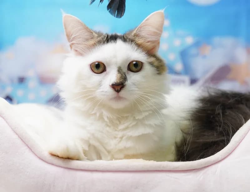サイベリアンの子猫 オス ブルータビー&ホワイト - コスモスファーム - 写真1