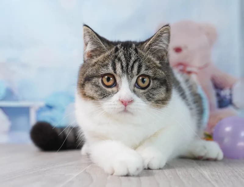 マンチカンの女の子 ブラウンタビー&ホワイト